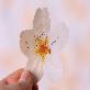 detail image1 Sticky Leaf - cherry blossom