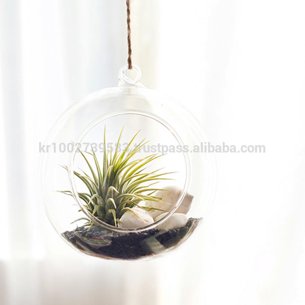 Tillandsia Hanging Glass Gift Set." Black Sea " by Joinflower Joinfolia