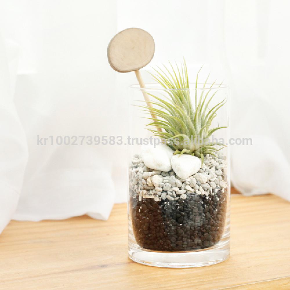 Vintage Glass Cup Tillandsia Air Plants DIY Set " Black & White" Joinflower