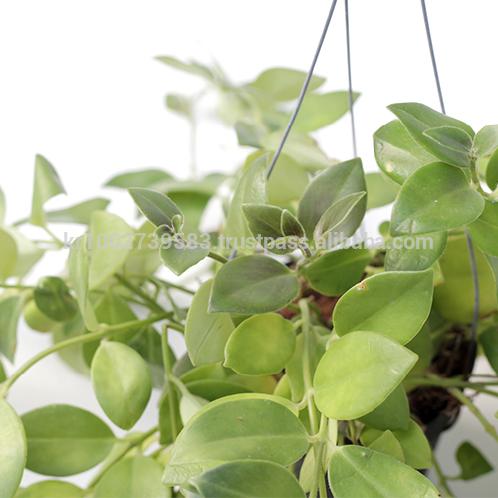 Beautiful, small, reddish orange flowers Lipstick Plants " Green " Joinflower Joinfolia
