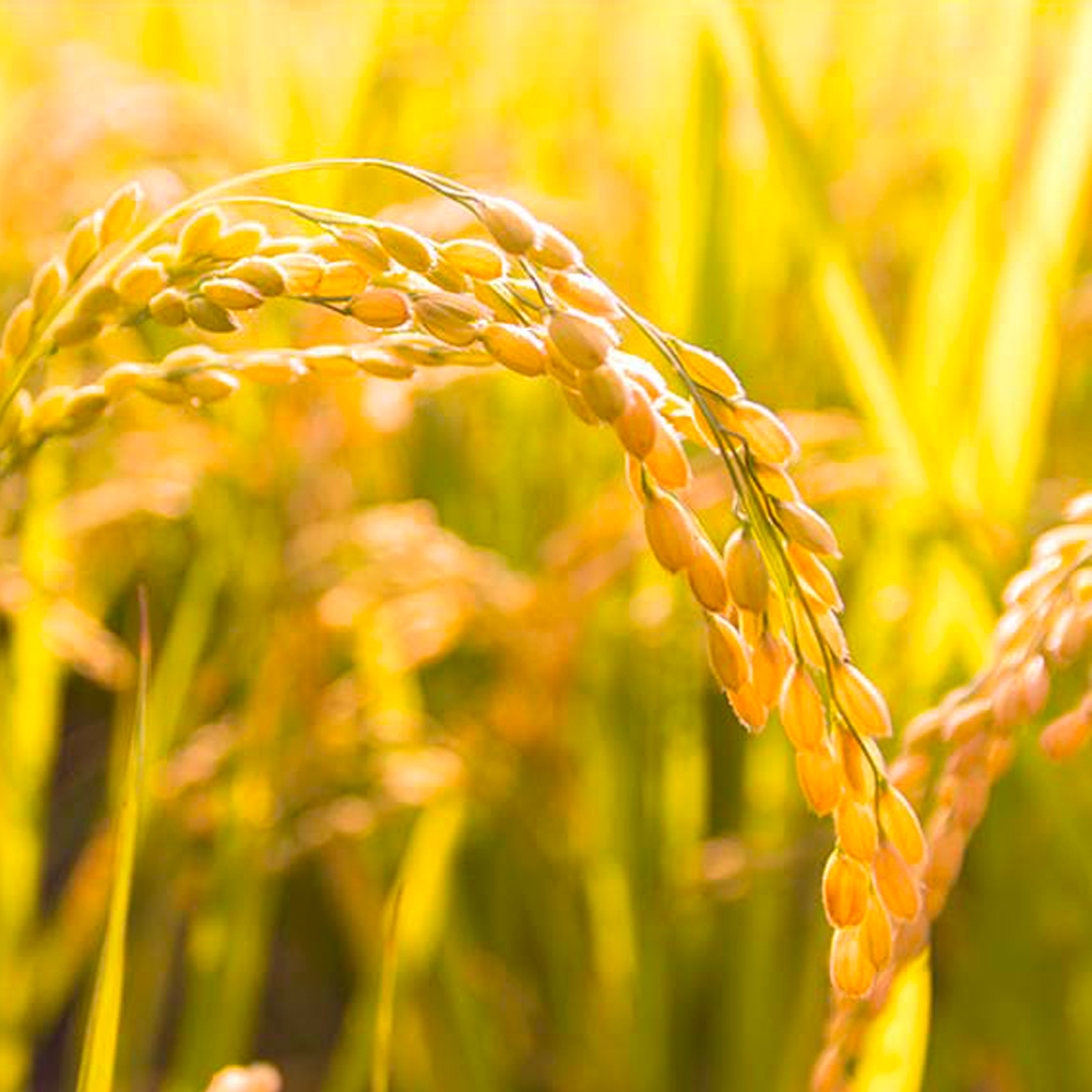 Saecheongmu Premium Grade Rice 10kg